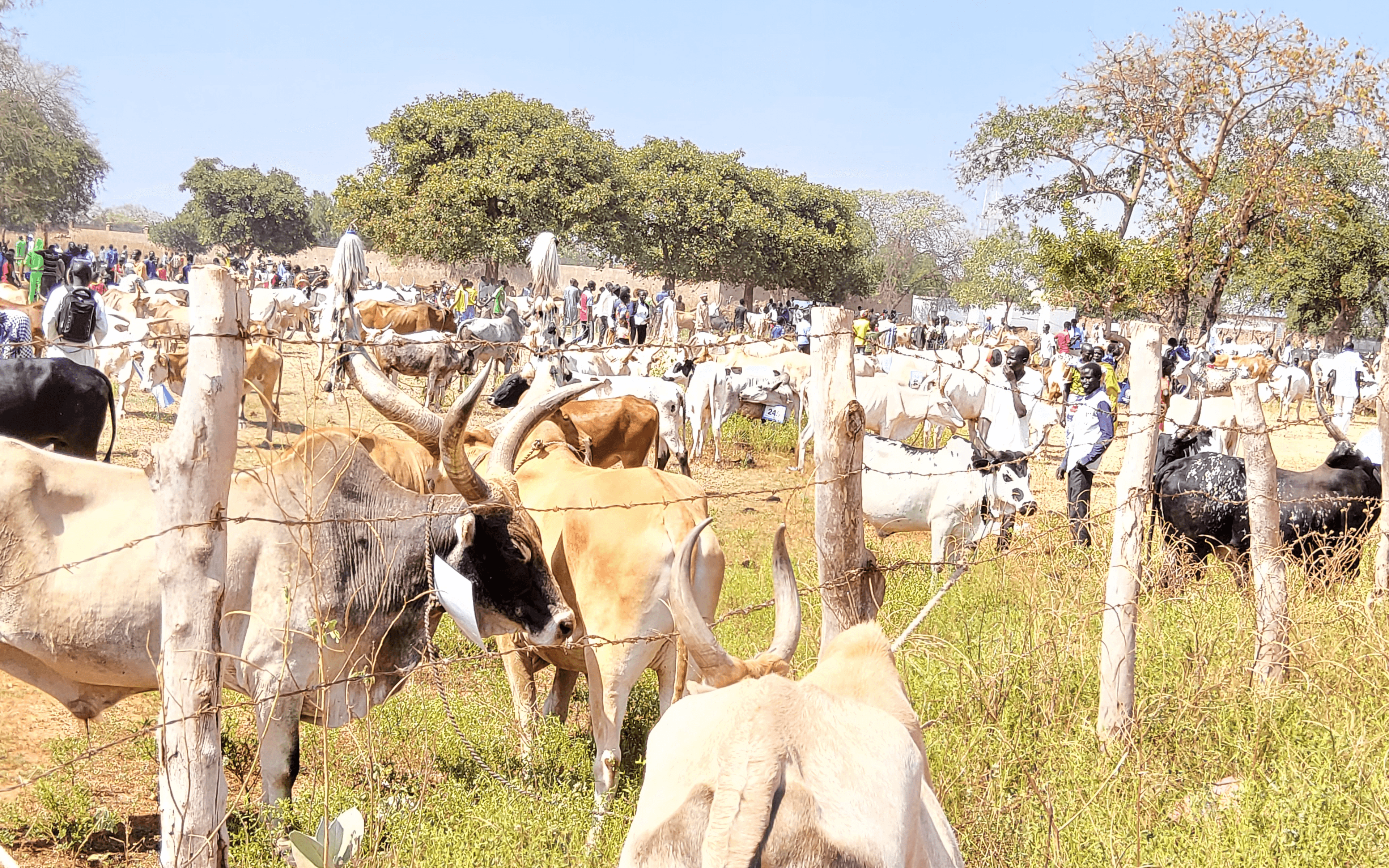 Our Cattle Treatment Program has treated 100 cattle, saving lives and empowering herders in the Toch area